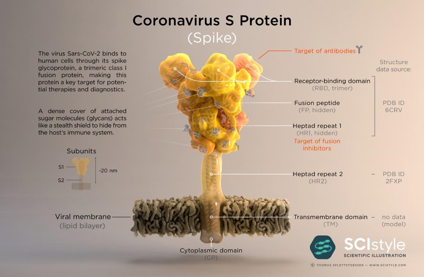 protéine corona