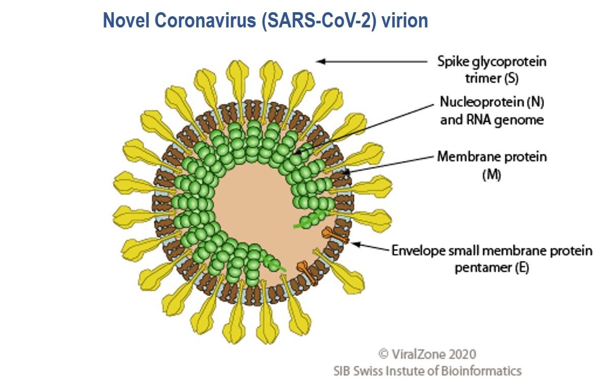 corona protein