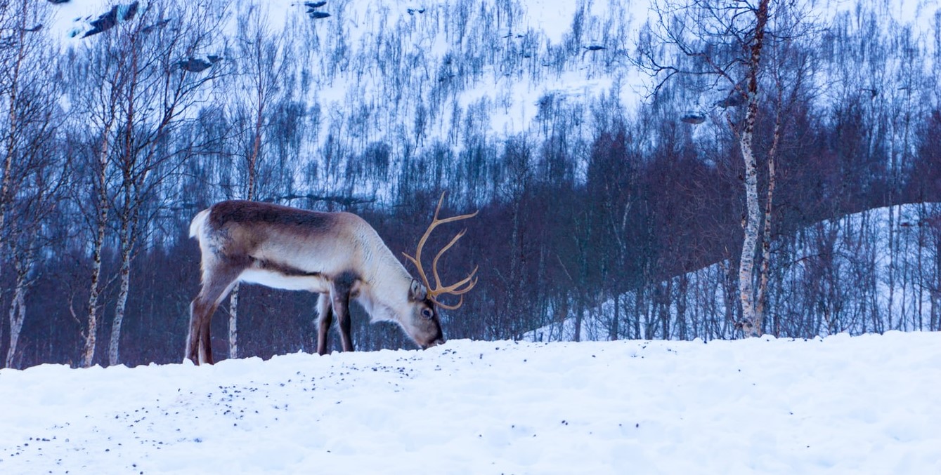 A Caribou on the snow, a bare forest in the background